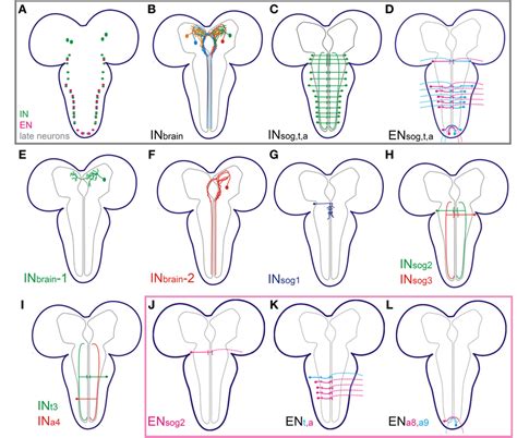 Of The Morphology Of The Different Nccap In 3rd Instar Larvae A