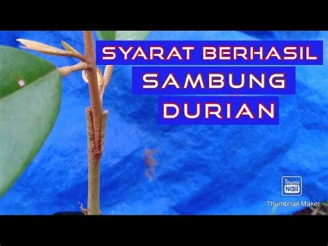 Cara Sambung Pucuk Durian Usia Dini Sambung Pucuk Durian Youtube