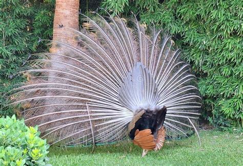 male peacock  tail feathers spread stock image image  green