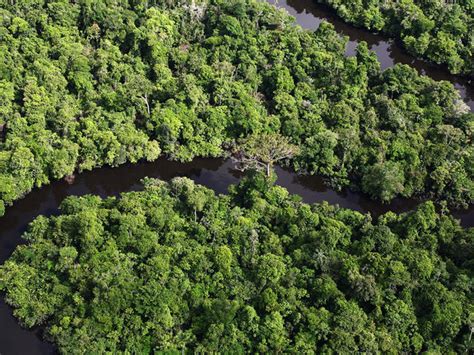 Amazon Places Wwf