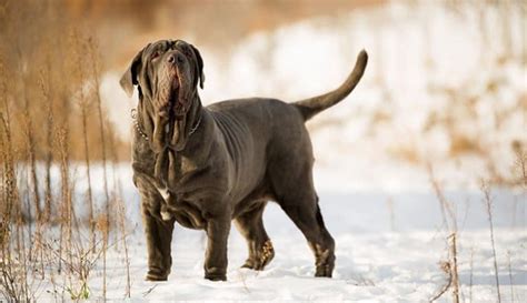 Top 15 Heaviest Dog Breeds In The World