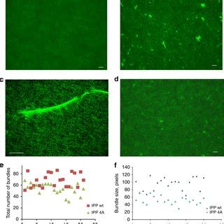 Ipp Triggers F Actin Bundle Formation A Selected Microscopic Image