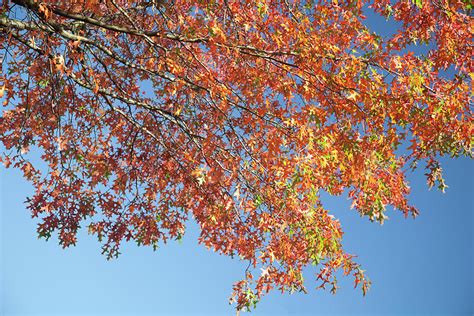 Autumn Leaves Of Red Oak Against Blue by Roel Meijer