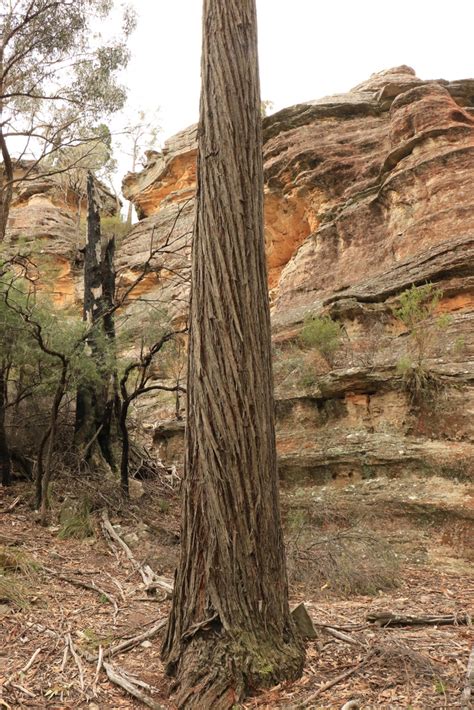 Gum Trees From Munghorn Nsw Australia On January At