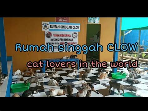 Berkunjung Ke Rumah Singgah CLOW Cats Lover In The World YouTube