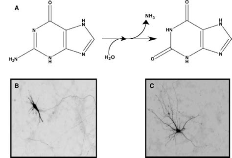 Biochemical And Cellular Functions Of The Guanine Deaminase GDA