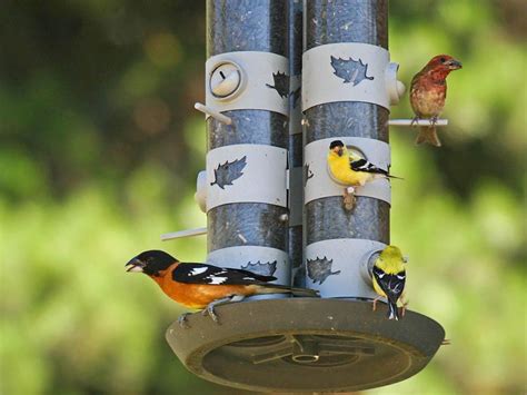 Best Finch Bird Feeders | Birdcage Design Ideas