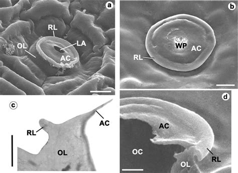 Stomatal Cavities Of E Populnea A C And A Oblongifolia B D A