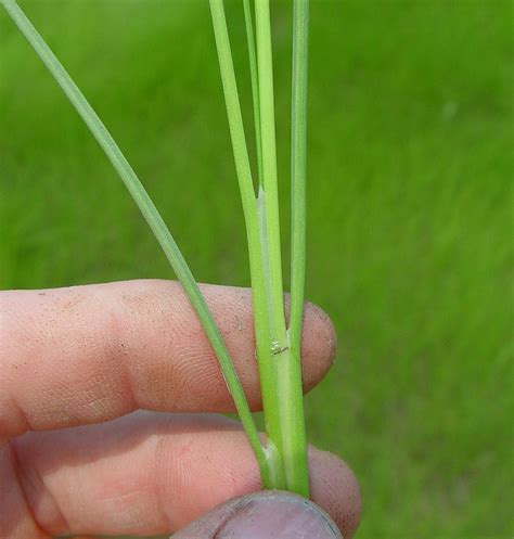 Triglochin Maritima Saltmarsh Arrow Grass Seaside Arrow Grass Go Botany