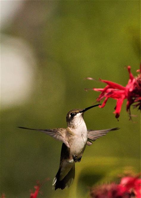 Female Rufous Hummingbird Selasphorus Rufus Photograph By Kristine