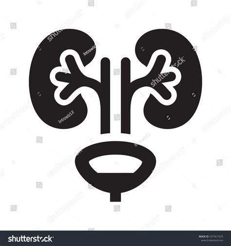 Urology Icon Vector Glyph Stock Vector Royalty Free 1977671675