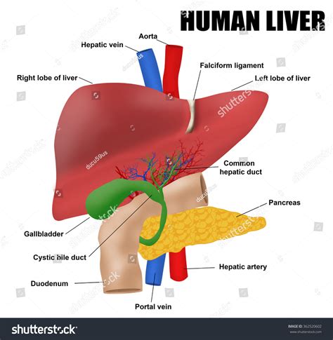 Anatomy Human Liver Vector Illustration For Stock Vector