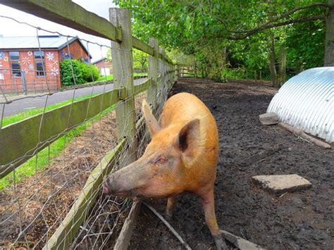 Bill Quay Community Farm Gateshead 2021 All You Need To Know Before