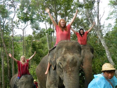 Best Elephants And Sexy Women Elefanten Fun Travel Images On