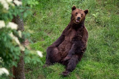 Descansando Urso Pardo Ursus Arctos Na Floresta Foto Premium