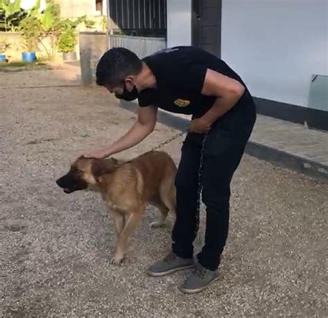 Cães sinais de maus tratos são resgatados em Brusque assista ao vídeo