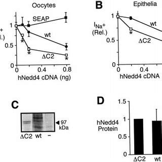 Inhibition Of Enac By Hnedd A Amiloride Sensitive Whole Cell Na