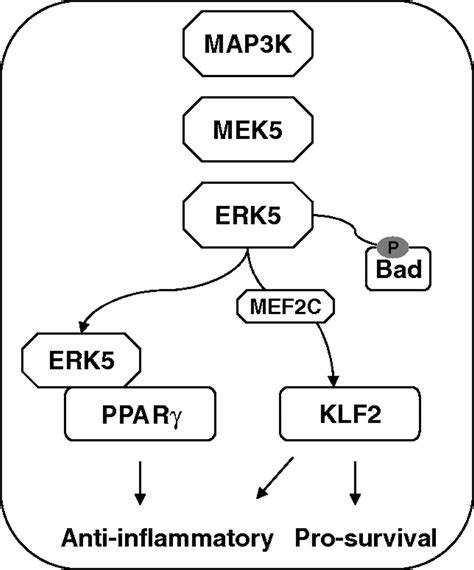 Atheroprotective Signaling Mechanisms Activated By Steady Laminar Flow