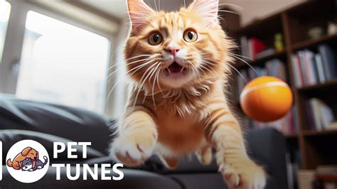 Calming Music For Anxious Cats Soothing Sounds For Deep Relaxation And