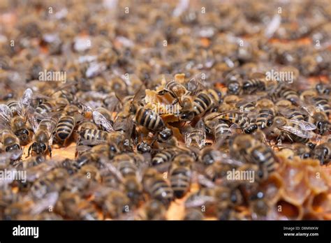 Waben Von Wildbienen Fotos Und Bildmaterial In Hoher Aufl Sung Alamy