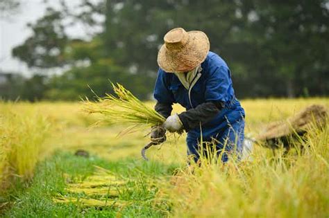 Cómo Fomentar El Cultivo Sostenible Del Arroz Para Mejorar La Seguridad