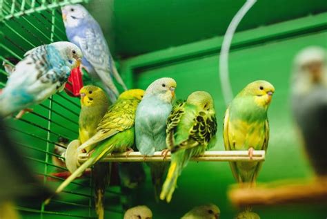 The Various Reasons Why Parakeets Sing | Master Parrot