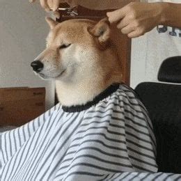 Cute Shiba Inu Having A Haircut : Eyebleach