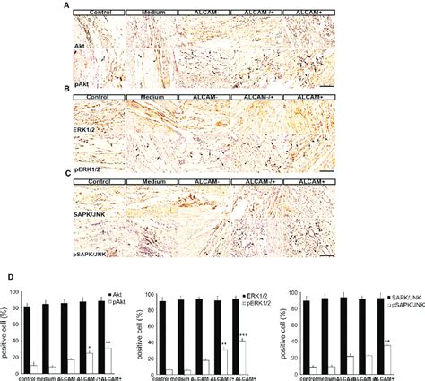 Alcam Cells Promote Angiogenesis In Ami Rat Hearts Through Akt Mapk Download Scientific