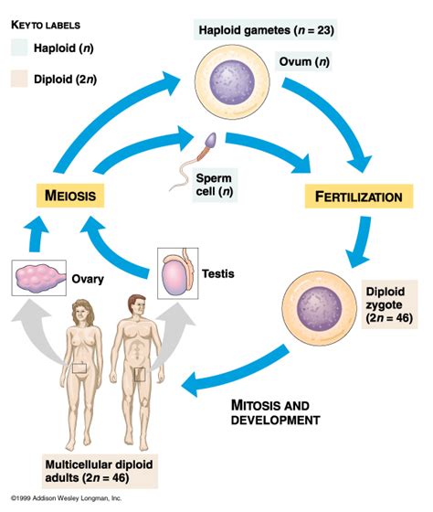 Sexual Life Cycles