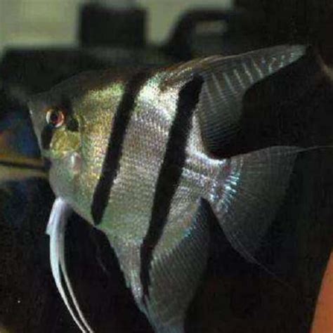 10 Types of Freshwater Angelfish (With Pictures) – Petnanny Store