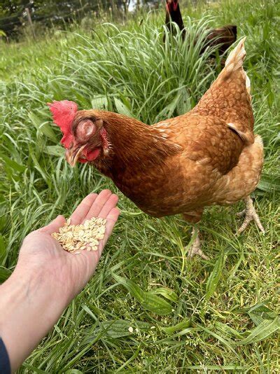 Chicken eye swollen shut and weeping - photos enclosed | BackYard ...