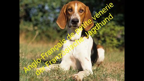 Anglo Francais De Petite V Nerie Der Franz Sische Jagdhund Youtube