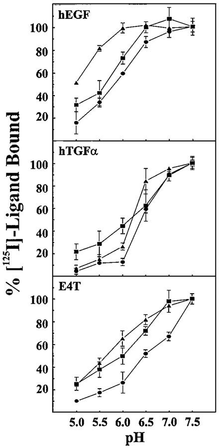 Differential Endocytic Routing Of Homo‐ And Hetero‐dimeric Erbb Tyrosine Kinases Confers