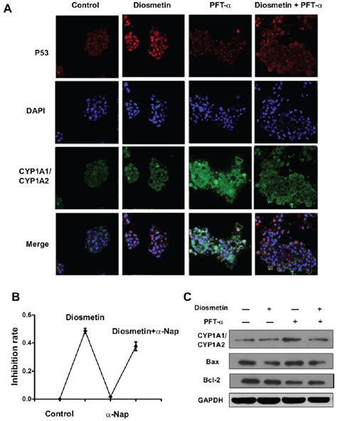 Dios Induces Hepg2 Cells Apoptosis Via P53 And Cyp1a1cyp1a2