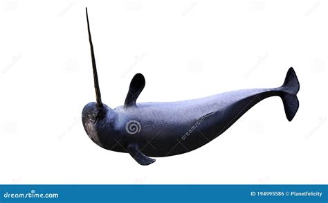 narwhal male monodon monoceros swimming playful   ocean royalty