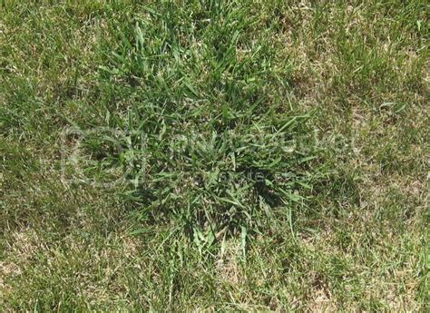 Please Help Identify This Weedgrass On Lawn Lawn Care Forum