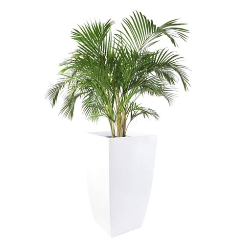 tall square pot supplier malaysia tall square pot rental malaysia