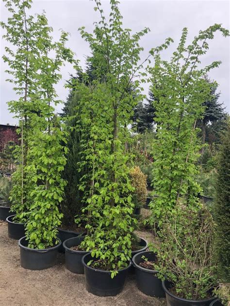 GRAB POSPOLITY Carpinus Betulus Duże Drzewa ok 500 cm wys Leszno