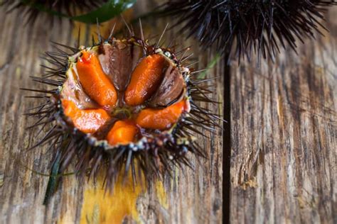 Why Is Sea Urchin So Expensive Top 10 Reasons