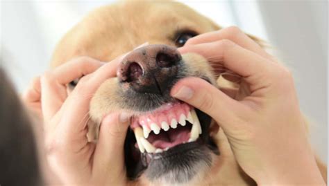 Problemi Ai Denti Del Cane Ecco Come Intervenire Amici Di Casa