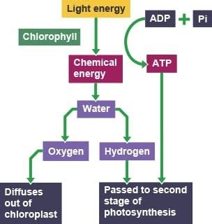 Photosynthesis Flashcards Quizlet