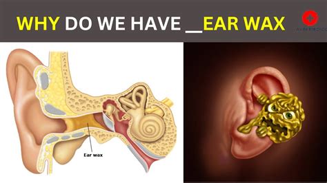 ear wax works function  cerumen  ears youtube