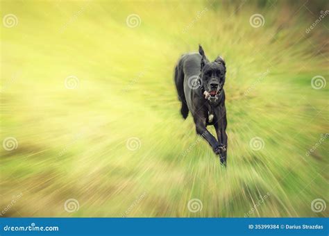 Great Dane running stock photo. Image of motion, energetic - 35399384