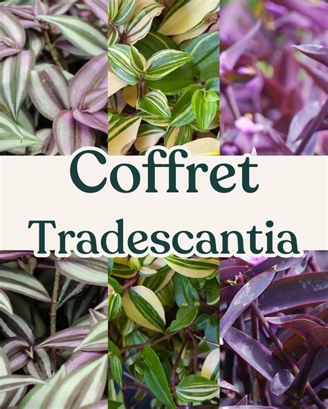 Acheter Coffret Trio Tradescantia En Ligne Indoorpoppies