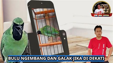 Bulu Ngembang Dan Galak Jika Di Dekati YouTube