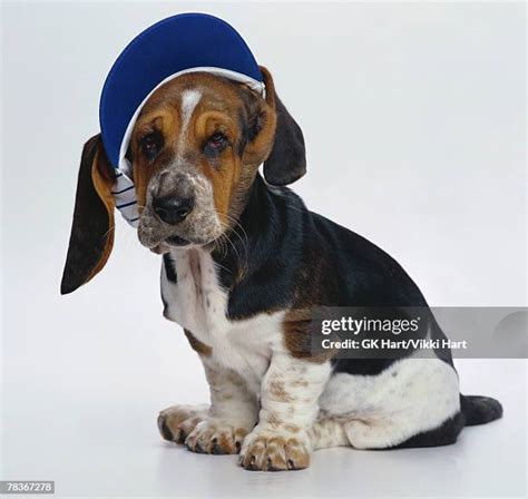 50 Basset Hound Costumes Stock Photos, High-Res Pictures, and Images ...