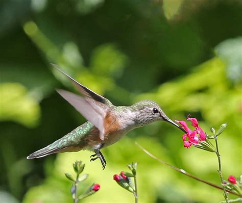 Pictures And Information On Broad Tailed Hummingbird