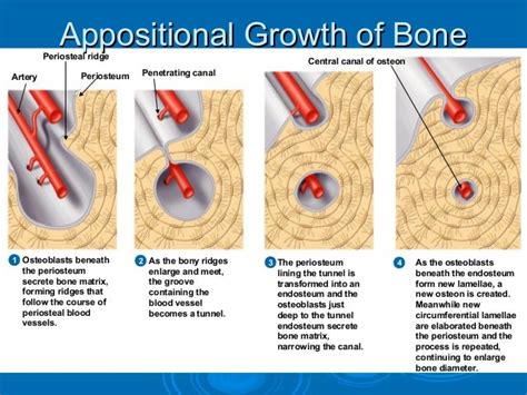 stages of bone formation