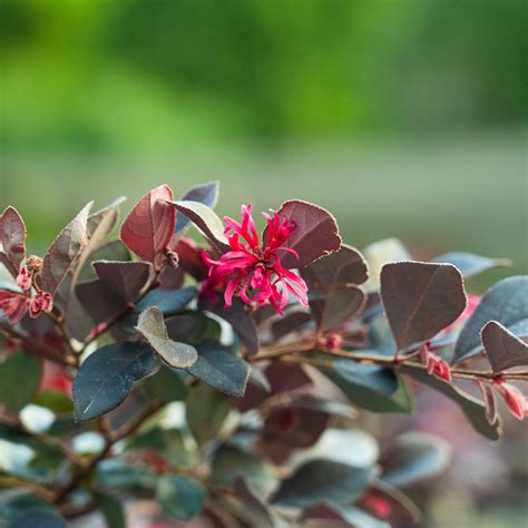 Buy Cerise Charm Loropetalum For Sale Perfect Plants