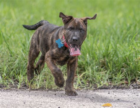 70 Brindle Dog Names By Breed - Rocky Kanaka